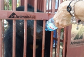 Cứu hộ thành công 2 cá thể gấu ngựa bị nuôi nhốt tại tỉnh Gia Lai